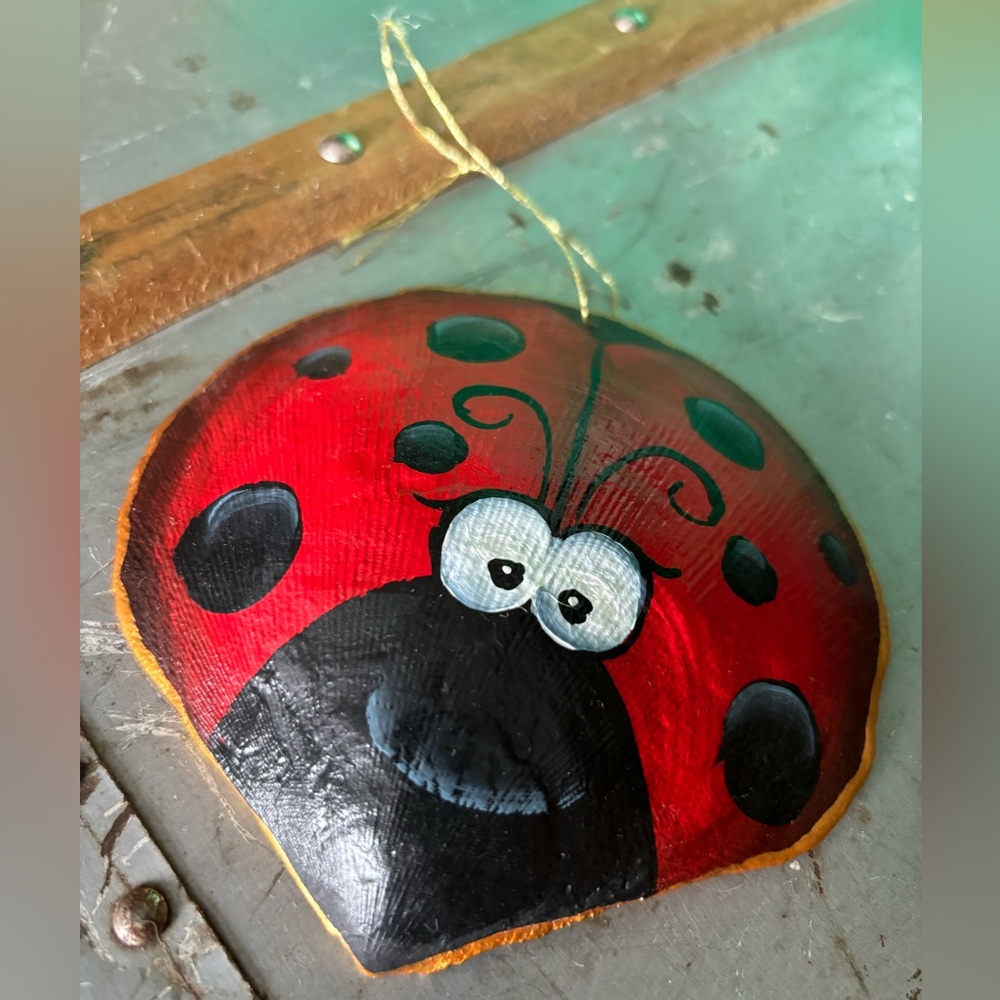 “Ladybug” seashell 🐞 - Picture 2 of 7